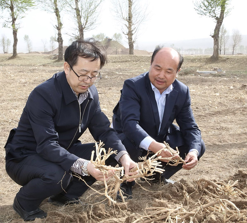 北京盛世龙精准扶贫，共建黄芪种植基地